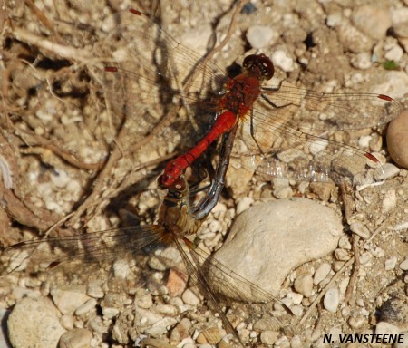 Sympetrum sanguineum